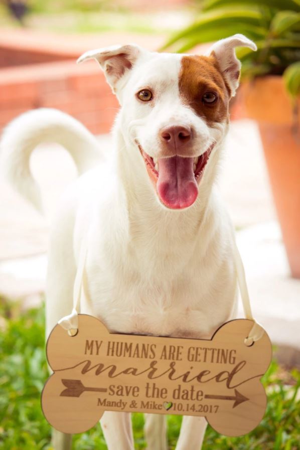 Panneau personnalisé pour animaux de compagnie - RÉSERVEZ LA DATE !